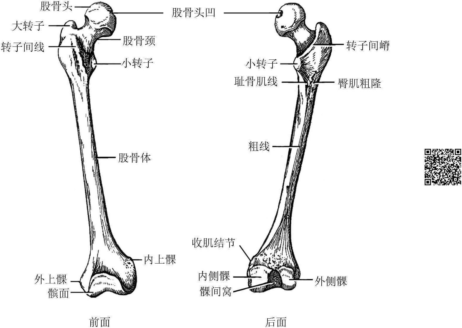 骨骼系统（一）骨 3. 骨的结构 - 知乎